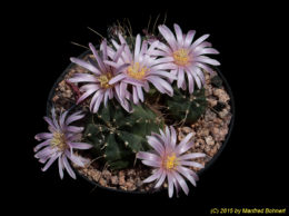 Echinocereus knippelianus 1053